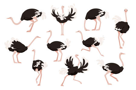 Set of cute ostrich african flightless bird cartoon animal design flat illustration isolated on...