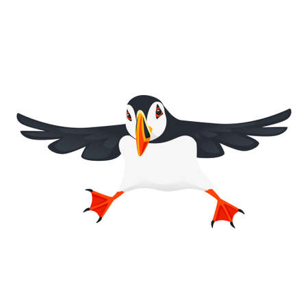 Atlantic puffin bird cartoon animal design flat vector illustration isolated on white background.のイラスト素材