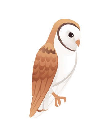 Cute barn owl (tyto alba) with white face and brown wings cartoon wild forest bird animal design flat vector illustration isolated on white background.のイラスト素材