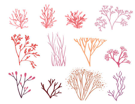 Set of pink colored seaweeds underwater ocean plants sea coral elements flat vector illustration on white background.のイラスト素材