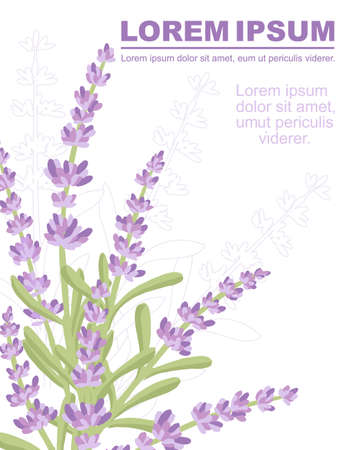 Colorful lavender flowers summer herbal natural bouquet advertising flyer design flat vector illustration on white backgroundのイラスト素材