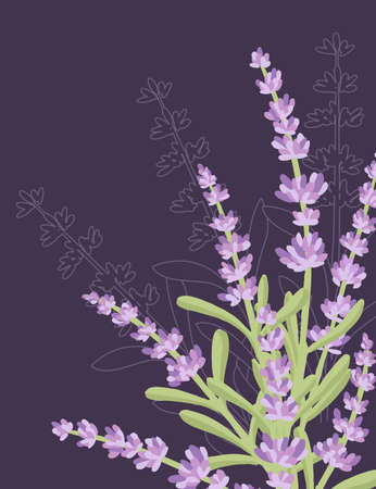 Colorful lavender flowers summer herbal natural bouquet advertising flyer design flat vector illustration on purple backgroundのイラスト素材