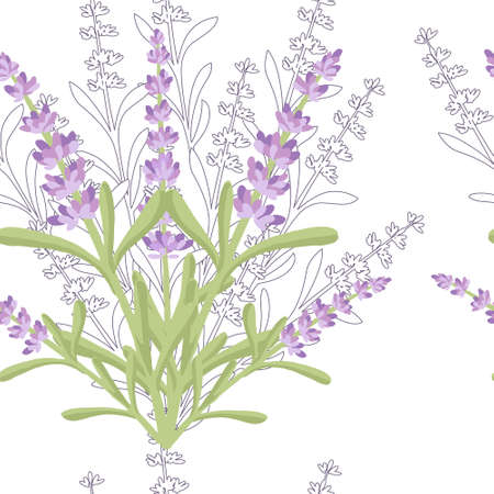 Seamless pattern with lavender flowers summer herbal natural bouquet flat vector illustration on white background.のイラスト素材