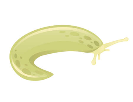 Green slug cartoon animal design flat vector illustration isolated on white background.のイラスト素材