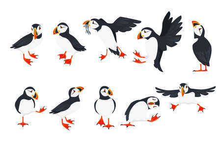 Set of atlantic puffin bird in different poses cartoon animal design flat vector illustration isolated on white background.のイラスト素材