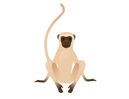 Cute vervet monkey sitting on the ground beige monkey with brown face cartoon animal design flat...