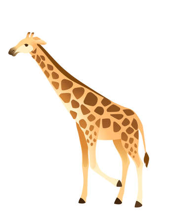 Mature giraffe african animal with long neck cartoon animal design flat vector illustration isolated on white background.のイラスト素材