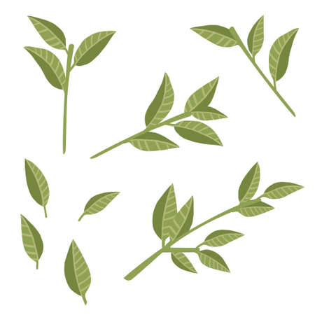 Set of green leaves on tree branches flat vector illustration isolated on white background.のイラスト素材