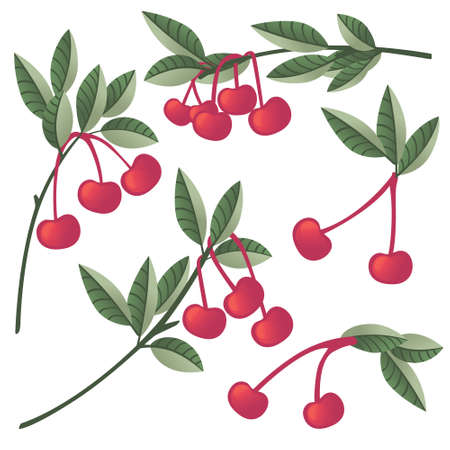 Set of red cherry berry on tree branches with green leaves flat vector illustration isolated on white background.のイラスト素材