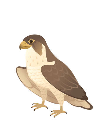 Predatory bird cute adult falcon cartoon animal design birds of prey character flat vector illustration isolated on white backgroundのイラスト素材