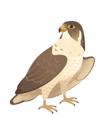 Predatory bird cute adult falcon cartoon animal design birds of prey character flat vector illustration isolated on white backgroundのイラスト素材