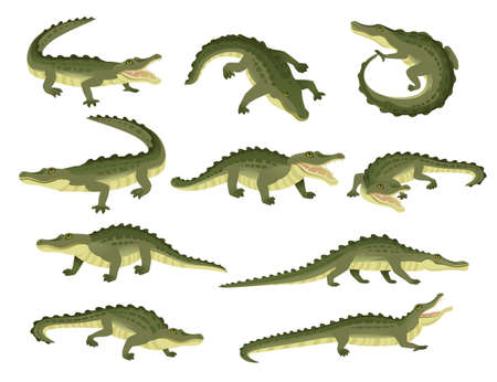 Set of green crocodile character big carnivore reptile cartoon animal design flat vector...