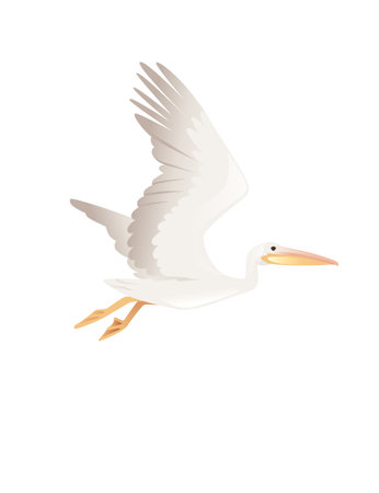Pelican genus large water bird cartoon animal design big white bird flying with orange beak flat vector illustration isolated on white backgroundのイラスト素材