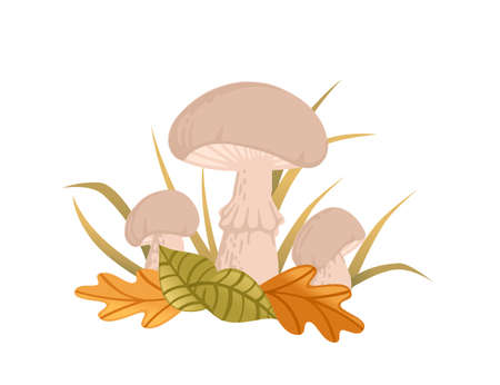 White edible mushrooms growth in forest with yellow and green leaves vector illustrationのイラスト素材