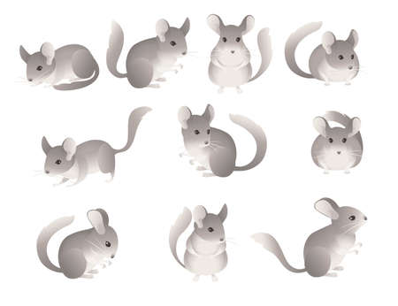 Collection of icons little grey chinchilla cute fluffy pet cartoon animal design vector illustration isolated on white backgroundのイラスト素材