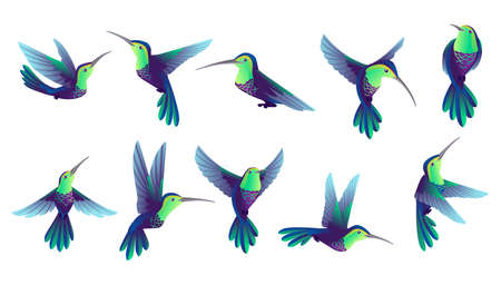 Set of small hummingbird cartoon animal design smallest bird in world vector illustration isolated on white background.のイラスト素材