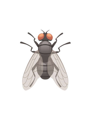 Housefly flying insect cartoon fly design vector illustration on white background top viewのイラスト素材
