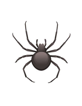 Top view illustration on spider cartoon insect black spider design vector illustration isolated on white backgroundのイラスト素材