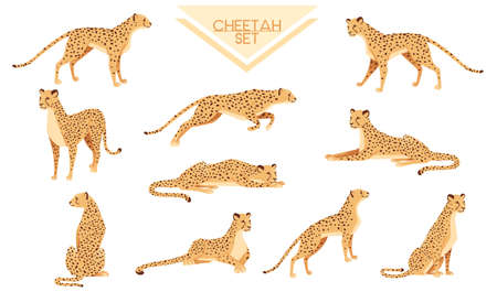Set of Cheetah big wild cat african savannah predator animal cartoon design character vector illustration on white backgroundのイラスト素材