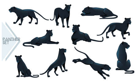 Set of Black panther wild big cat african jungle hunter cartoon animal design vector illustration on white backgroundのイラスト素材