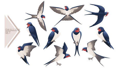 Set of cute swallow flying and sitting on white background cartoon bird animal designのイラスト素材