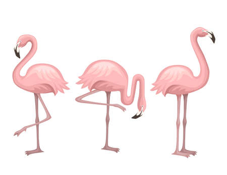 Cute animal, peach pink flamingo. Cartoon animal character design. Flat vector illustration isolated on white background. Flamingo standing on one leg.のイラスト素材