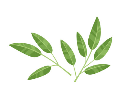 Green tea leaves for matcha production vector illustration isolated on white background.のイラスト素材