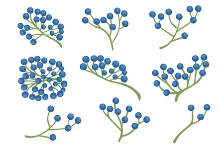 Blue wild berries with green stem vector illustration of forest berry isolated on white background.のイラスト素材