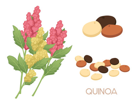 Quinoa agriculture plant with seeds grain vector illustration isolated on white background.のイラスト素材
