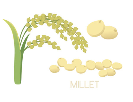 Millet agriculture plant with ears grain vector illustration isolated on white background.のイラスト素材