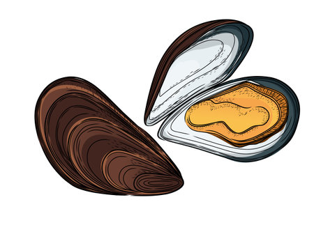 Colorful watercolor Hand drawn sketch of French Bouillabaisse soup on a white background. French cuisine. Food. Meals. Seafood soupのイラスト素材