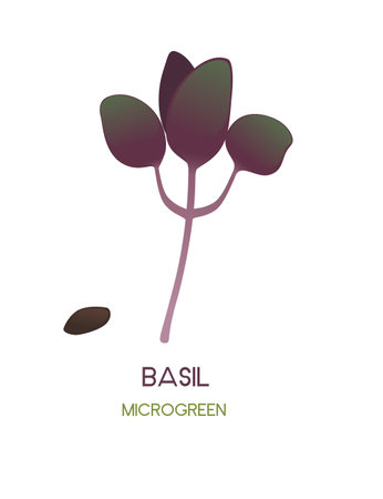 Fresh microgreen superfood sprouts basil healthy nutrition vector illustration isolated on white background.のイラスト素材
