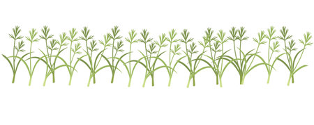 Fresh microgreen superfood sprouts carrot healthy nutrition vector illustration on white background.のイラスト素材