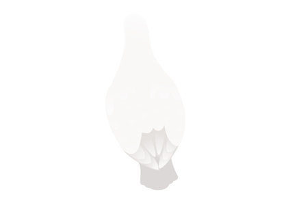 White pigeon dove bird symbol of peace vector illustration cartoon animal design isolated on white background.のイラスト素材