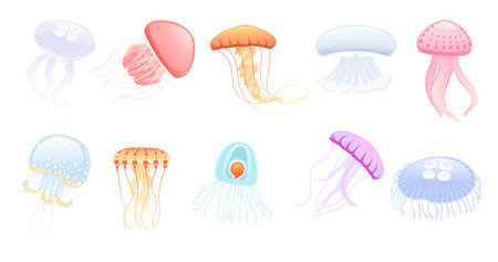 Set of Jellyfish medusa underwater animal colorful vector illustration isolated on white background.のイラスト素材