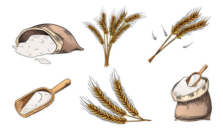 Set of colored sketch of bag of flour with shovel vector illustration on white background.のイラスト素材