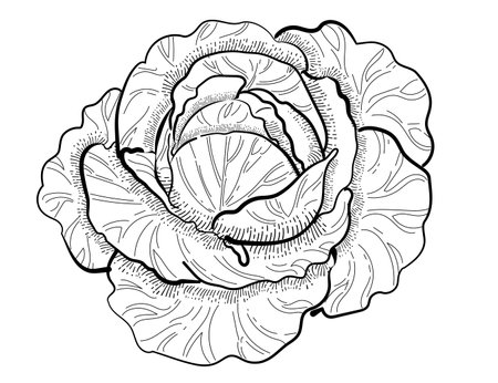 Whole cabbage vegetable outline style for drawing book vector illustration isolated on white background.のイラスト素材
