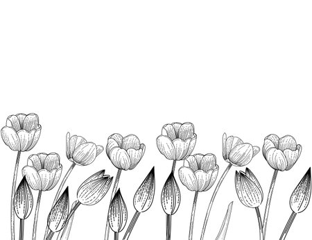 Set of three tulips flower hand drawn sketch for drawing book vector illustration isolated on white backgroundのイラスト素材