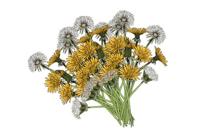 Dandelion flower bouquet hand drawn colorful sketch for drawing book vector illustration isolated on white backgroundのイラスト素材