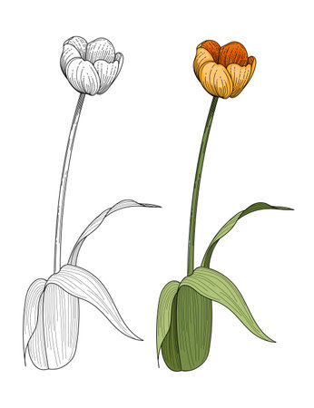 Tulips flower hand drawn colorful with black and white sketch for drawing book vector illustration isolated on white background.のイラスト素材