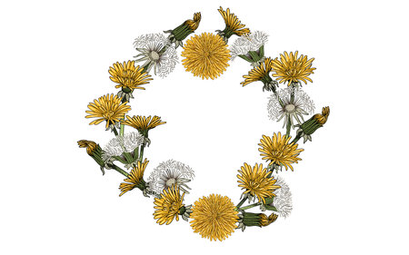Dandelion flower bouquet hand drawn colorful sketch for drawing book vector illustration isolated on white backgroundのイラスト素材