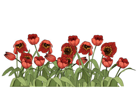 Set of three tulips flower hand drawn colorful sketch for drawing book vector illustration isolated on white backgroundのイラスト素材