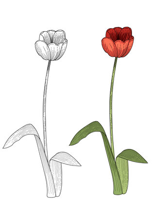 Tulips flower hand drawn colorful with black and white sketch for drawing book vector illustration isolated on white background.のイラスト素材