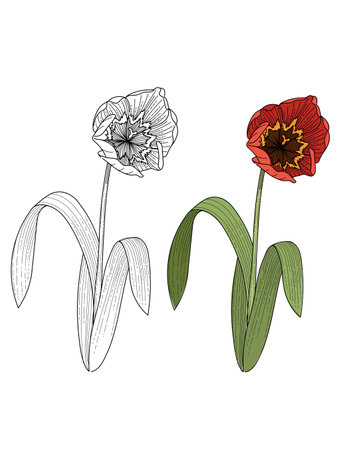 Tulips flower hand drawn colorful with black and white sketch for drawing book vector illustration isolated on white background.のイラスト素材