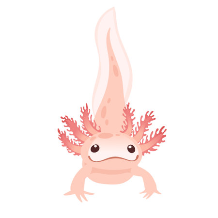 Cute cartoon axolotl pink color amphibian animal vector illustration isolated on white background.のイラスト素材