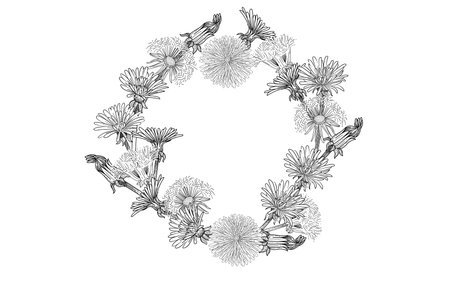 Dandelion flower bouquet hand drawn sketch for drawing book vector illustration isolated on white backgroundのイラスト素材