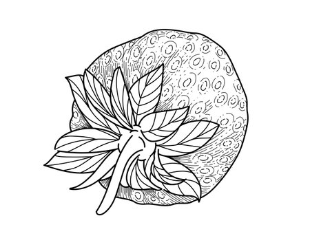 Strawberry berry outline hand drawn style sweet food with leaves vector illustration isolated on white background.のイラスト素材