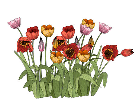 Set of three tulips flower hand drawn colorful sketch for drawing book vector illustration isolated on white backgroundのイラスト素材