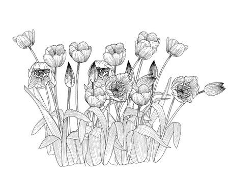 Set of three tulips flower hand drawn sketch for drawing book vector illustration isolated on white backgroundのイラスト素材