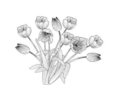 Set of three tulips flower hand drawn sketch for drawing book vector illustration isolated on white backgroundのイラスト素材